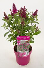 Buddleja davidii „Botex 006“ (Butterfly Candy Little Ruby) hat rote Blüten.