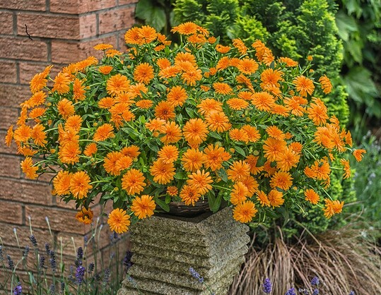 <em>Calendula</em> "Golddaisy" ("Powerdaisy Tango") baut sich kugelrund auf und ist absolut gesund und robust. Sie ist ein Bltenwunder, selbstreinigend und bersteht sogar leichte Frste. Kombiniert werden kann sie sehr gut mit allen Beet- und Balkonpflanzen, insbesondere in den Farben Wei, Gelb, Terracotta und einem warmen, dunklen Rot oder einem warmen Violett.