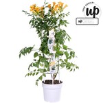 Campsis tagliabuana ‚Mincamja3" (Golden Trumpet) blüht am jungen Holz und im Vergleich zu anderen Campsis früh. Die leuchtend orange-gelben Blüten mit roten Streifen erscheinen von Juli bis September. Die Pflanze hat einen kräftigen Wuchs, lässt sich gut beschneiden und ist pflegeleicht. Hoogeveen Plants BV aus Hazerswoude-Dorp bringt diese Campsis in den Handel und hat die Pflanze auch eingereicht. Die Pflanze wurde von Hortival Diffusion SAS aus Beaufort-en-Anjou (Frankreich) gezüchtet und ist sortenschutzrechtlich geschützt. Das Management liegt in den Händen von Plantipp aus IJsselstein.
