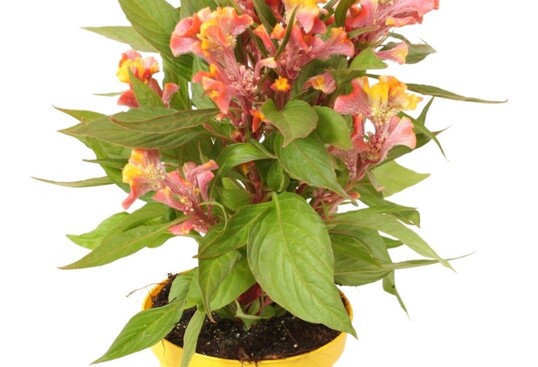 Die Finalisten lagen in dieser Kategorie sehr dicht beieinander. Platz 1 belegte mit 39 Punkten Celosia Hot Topic Reef von Ammerlaan-Sosef BV. Die Preisrichter lobten ihre schne, besondere Farbe und sahen in ihr eine Bereicherung fr das Gartenpflanzensortiment: "Das ist eine unterschtzte Pflanze fr Garten und Rabatten. Ein wirklich fantastischer Anblick, natrlich in Kombination mit der richtigen Bepflanzung."