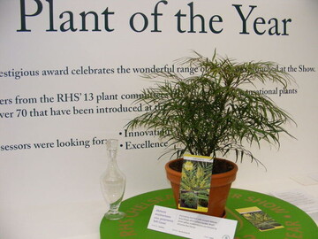 Chris Campbell, Javadoplan,t mit Elizabeth Banks, Royal Horticultur Society 
