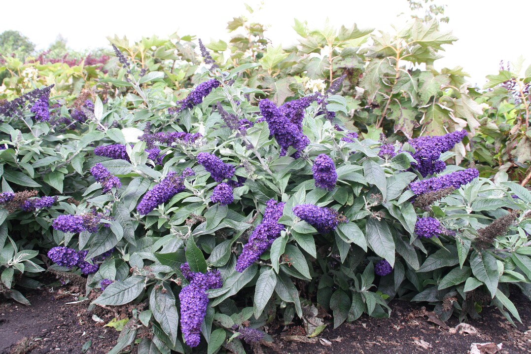 Buddleja davidii "SMNBDBT‘ (Rocketstar Indigo) ist „Beste Neuheit der Plantarium 2018“