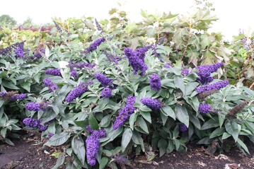 Buddleja davidii "SMNBDBT (Rocketstar Indigo) ist Beste Neuheit der Plantarium 2018