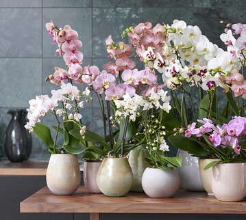 Phalaenopsis knnen in verschienenen Gren gemeinsam prsentiert werden.