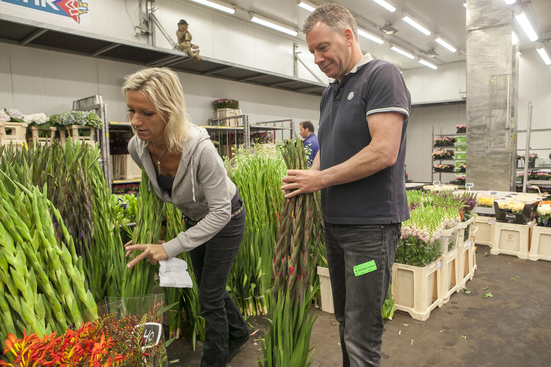 Gladiolen gehören zu den klassischen Sommerblumen. Wobei die Lust der Verbraucher auf Schnittblumen durch die hohen Sommertemperaturen getrübt war.