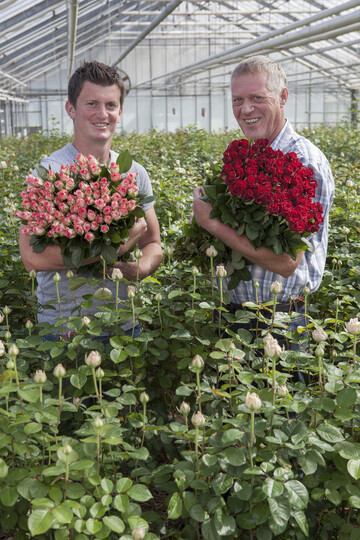 Rosen fr den Muttertag aus regionaler Produktion, hier von Alexander (links) und Helmut Hars in ihrem Vierlnder Rosenbetrieb.