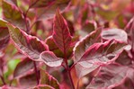 Cornus alba ‚Verpaalen2" (Miracle) ist ein buntblättriger Cornus. Dieser neue Cornus hat im Frühjahr und den ganzen Sommer über grün-weiße Blätter mit einem interessanten rosa Rand. Im Spätsommer bis in den Herbst hinein sind die Blätter intensiv purpurrosa gefärbt. Im Winter fällt die Pflanze durch ihre spektakulären roten Zweige auf. Miracle verträgt volle Sonne und Halbschatten. Die Pflanze wird etwa 2 m hoch und breit, kann aber auch auf 1 m zurückgeschnitten werden. Dieser Cornus ist sehr gut als Garten- und Terrassenpflanze sowie für Pflanzengruppen geeignet. Sehr winterhart bis -30 ºC. Einreicher ist Joh. Stolwijk en Zonen Boomkwekerijen B.V. aus Boskoop, der die Pflanze auch in den Handel bringt. Miracle ist sortenschutzrechtlich geschützt und wurde von der Boomkwekerij Verpaalen vof aus Zundert gezüchtet.