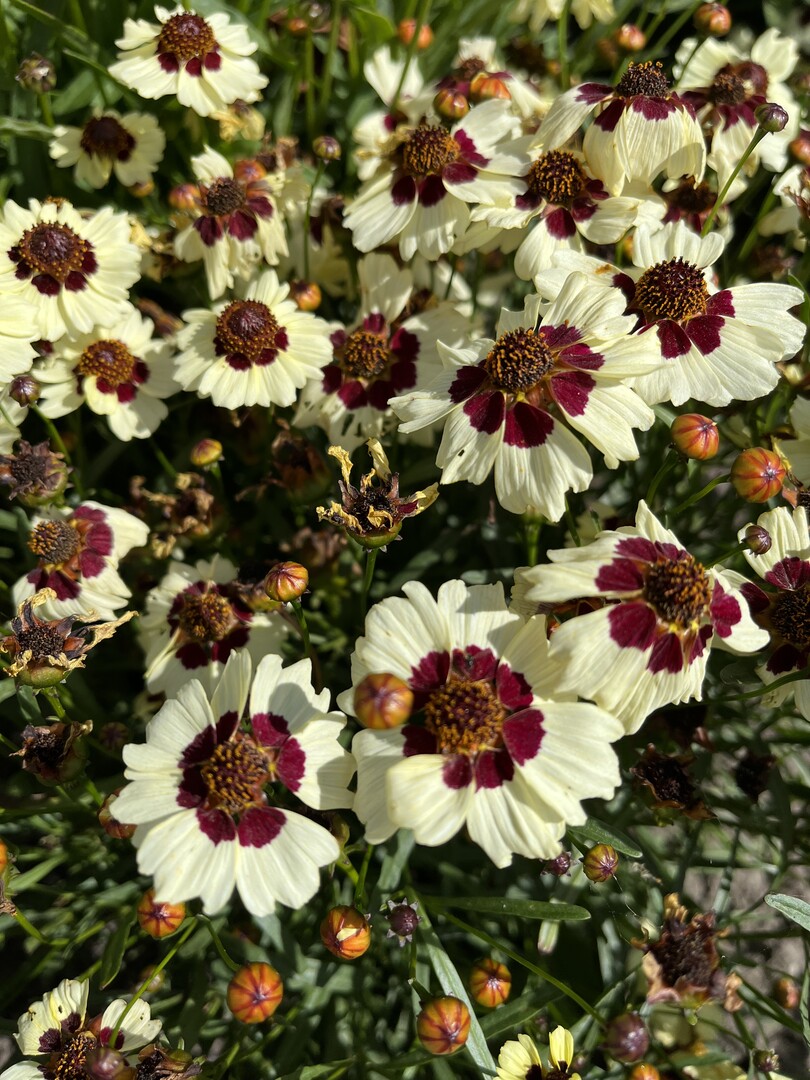 Coreopsis "Corusco Cream-Red" ist pflegeleicht, lockt Bienen und Schmetterlinge an und ist trockenheitstolerant.