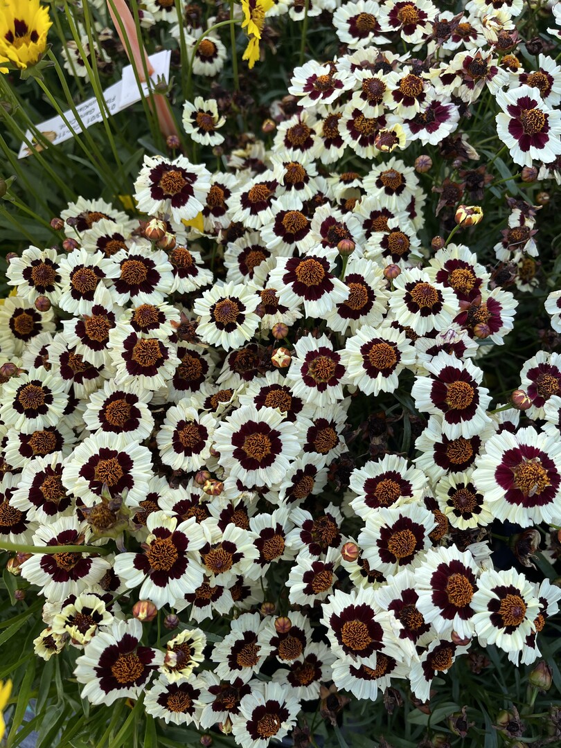Produzenten werden diese samenvermehrte Coreopsis aufgrund der kosteneffizienten und energiesparenden Kultur zu schtzen wissen.
