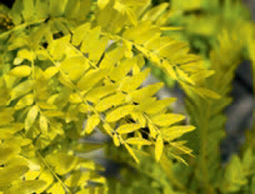 Gleditsia triacanthos Sunburst