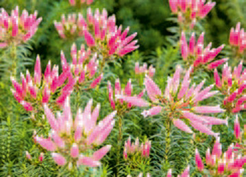 Erica ventricosa 