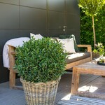 Der nordische Lorbeer Filigrow Sofia wurde in Ungarn gezüchtet.