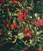 Ilex × merservae ‘Blue Princess’