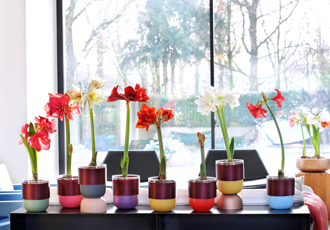 Die imposante Amaryllis macht auf dem Sideboard eine gute Figur.