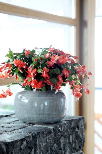 Die Schlumbergera in Rot ist ein Blickfang in den eigenen vier Wnden.