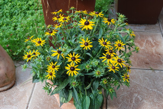 Rudbeckia fulgida "Little Goldstar"  Der von der 
Staudensamen Jelitto GmbH, Schwarmstedt, gezchtete 
Sonnenhut ist die kleine Schwester von "Goldsturm" und 
gehrt zu den Must-haves im Topfgarten. "Little Goldstar" 
wchst rundbuschig, kompakt und bringt den ganzen 
Sommer ber leuchtend gelbe Blten hervor, mit ausgeprgtem dunkelbraunem Krbchen. Ein Eldorado fr Bienen, Schmetterlinge und Co. Die Hauptangebotszeit der 
Verkaufsware, berwiegend im 19-cm-Topf, erstreckt 
sich von Juli bis August. "Little Goldstar" wird durch 
Stecklinge vermehrt. Die robuste, frostharte Staude lsst 
sich gut im Kbel drauen berwintern