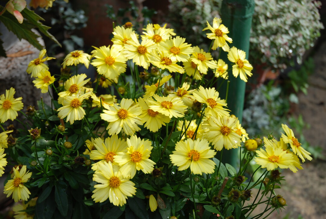 Coreopsis grandiflora (Groblumiges Mdchenauge)
 Ihre Leuchtkraft, ob in Gelb oder Orange, sowie ihr berschwnglicher Bltenreichtum mit einem Hauch von Nostalgie lieen das Asterngewchs zu einer der beliebtesten 
Sommerstauden werden. Es gibt gefllt und einfach blhende Sorten, zum Teil mit dunkelbrauner Mitte. Sie blhen 
an sonnigen Standorten ber viele Wochen. Dabei stellen 
sie fr Nektarsammler eine begehrte Futterquelle dar. Als 
Ausgangsbasis fr einen schnellen Kulturablauf mit homogener Verkaufsware dient vegetativ vermehrtes Jungpflanzenmaterial. Der Absatz, meist im 13- bis 17-cm-Topf, erstreckt sich von Mitte Mai bis in den Sptsommer hinein