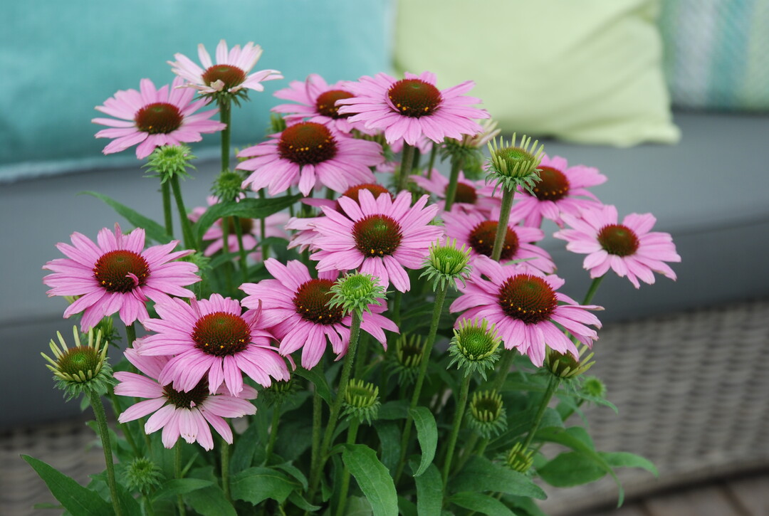 Echinacea purpurea (Roter Sonnenhut)  Das Sortiment dieser faszinierenden nordamerikanischen Prriestaude wurde seit dem letzten Jahrzehnt durch gut verzweigende, blhfreudige Zchtungen so verbessert, dass 
sie sich zu einem Bestseller mit Wow-Effekt entwickelt hat. 
Als eine besonders wertvolle Zchtung machte "Cheyenne 
Spirit" 2011 mit einer Fleuroselect-Goldmedaille den Auftakt. Produzenten stehen inzwischen verschiedene Sortenserien mit einem breiten Farbspektrum zur Verfgung. Sie 
werden im 17- bis 19-cm-Topf, einjhrig blhend, kultiviert. 
Im Kbel auf Balkon oder Terrasse lieben sie volle Sonne. 
Sie sind pflegeleicht, trockenstresstolerant und dienen fleiigen Nektarsammlern als lukrative Weidepltze.