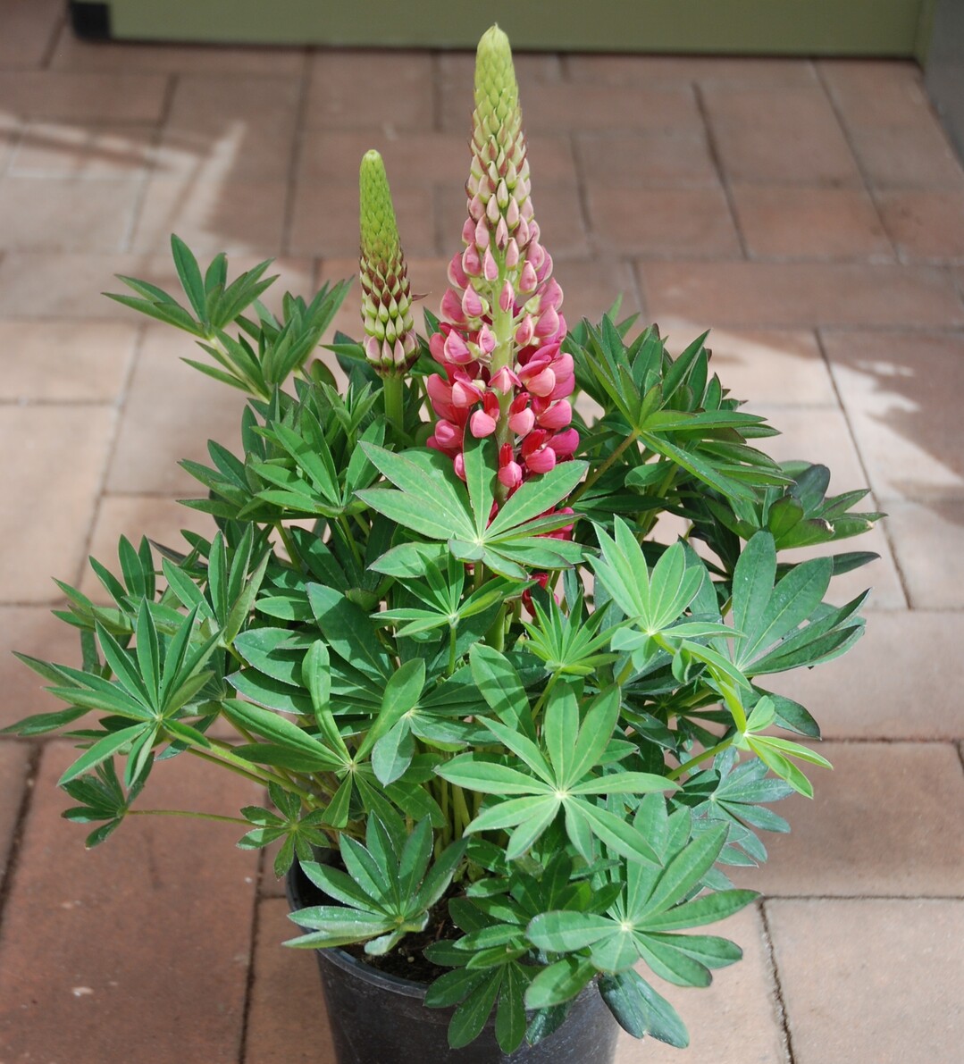 Lupinus polyphyllus (Vielblttrige Gartenlupine)
 Schon im Mai erscheint die erste samenvermehrte Handelsware hauptschlich im 19-cm-Topf. Charakteristisch 
sind ihre imposanten, kerzenfrmigen Bltenstnde auf 
krftigen Stielen, die sich kurz ber dem dekorativen gefiederten Laub erheben. Fr Konsumenten immer ein Grund, 
spontan zuzugreifen. Denn als Solospieler im Topfgarten 
lsst sie Erinnerungen an Gromutters Bauerngarten wach 
werden. Lupinen gibt es in vielen Farben. Vorsicht ist bei 
Kindern oder Haustieren geboten, denn die Pflanze ist giftig. Vor allem sollte man die sich bildenden Samenstnde 
rechtzeitig entfernen.