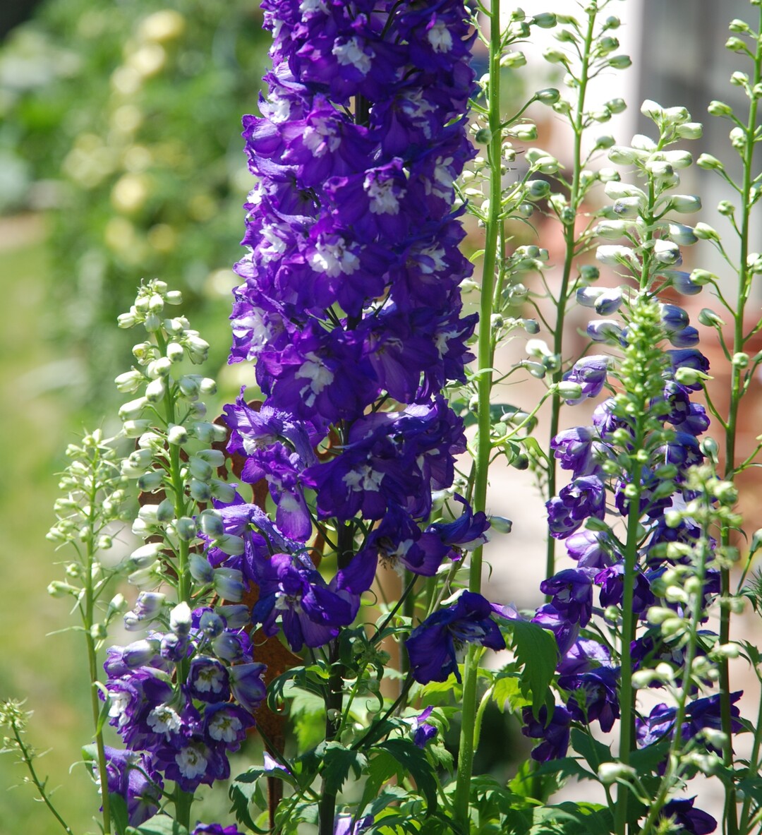 Delphinium x cultorum (Rittersporn)  Die Wildformen der zu den Ranuculaceae zhlenden Bltenstauden sind vorwiegend in Eurasien, respektive der nrdlichen Hemisphre anzutreffen. In Kultur existieren viele 
Hybrid-Linien, die sich bezglich Wuchseigenschaften, 
Rispenlngen der Bltenstnde sowie Winterhrte unterscheiden. Fr die Kbelkultur, ausgehend von Smlingen, 
werden vorwiegend 19-cm-Container verwendet. Gut 
geeignet fr diesen Zweck sind die Magic-Fountains-Sorten, da sie eine relativ gute Standfestigkeit aufweisen. 
Delphinium gibt es in vielen Farben, besonders begehrt 
jedoch sind blau blhende Sorten, ob in hellen oder 
dunklen Tnen. Gerne werden sie als Rosenbegleiter verwendet. Achtung, alle Pflanzenteile des majesttischen 
Sommerblhers sind giftig.