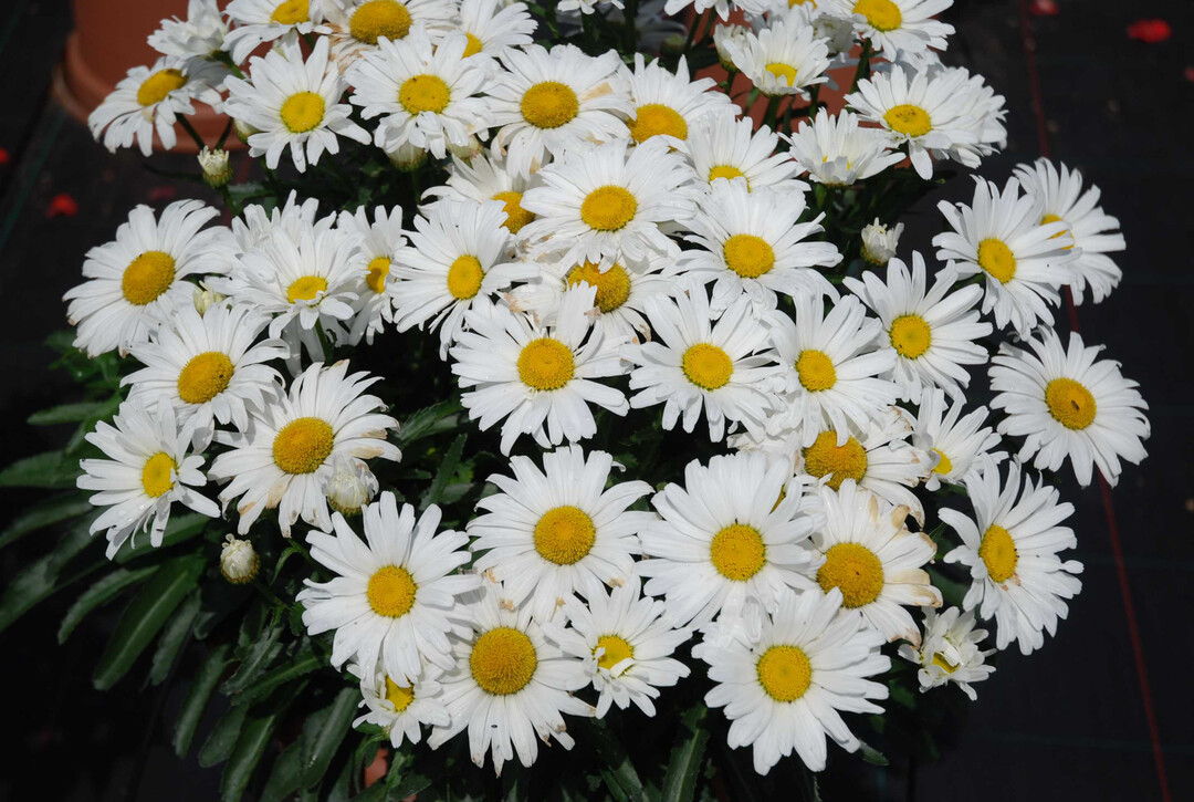 Leucanthemum x superbum (Groblumige Gartenmargerite)  Wohl jedermann kennt sie und viele lieben sie, 
Margeriten, Sinnbild verwunschener Gartenidylle aus vergangenen Zeiten. Die stolze Bltenstaude lsst diese wieder aufleben. Ihre groen Korbblten mit dem gelben Krbchen sind auf jeder Sonnenterrasse ein sthetischer 
Blickfang, ob im alten Steintrog, mit Patina besetzten Tonkbel oder in einer Blechwanne von anno dazumal. Das aktuelle Sortiment umfasst eine Vielzahl von Sorten in Wei 
und Cremegelb, darunter auch hochwertige F1-Hybriden. 
Fr besonders homogene Anbaustze stehen stecklingsvermehrte Jungpflanzen zur Verfgung. Die bienenfreundliche Staude ist robust, frostresistent und langlebig.