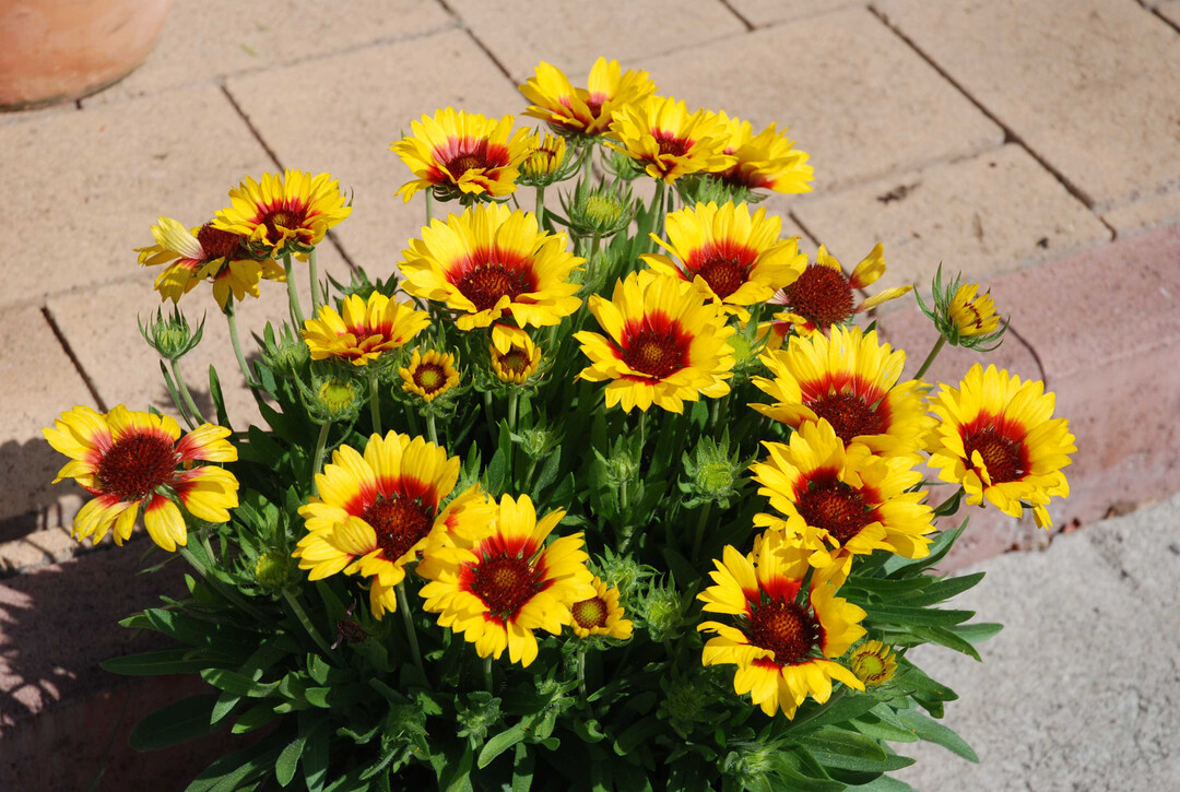 Gaillardia grandiflora (Groblumige Kokardenblume)  Die aus den Steppengebieten Nord- und Mittelamerikas stammende Staude aus der Familie der Asterngewchse darf in keinem Sortiment fr sommerliche 
Containerpflanzen fehlen. Gartenfreunde knnen sich von 
Juni bis September an den zahlreichen leuchtenden Korbblten erfreuen, die sich aus einem buschigen Blattschopf heraus entwickeln. Das Sortiment besteht aus mehreren Sorten, in Orange, Gelb und Rot blhend. Als Dauerblher bieten 
sie Bienen und Hummeln eine ergiebige Nahrungsquelle. Sie 
werden berwiegend aus Samen herangezogen und im 17- bis 19-cm-Topf angeboten. Moderne Sorten, etwa aus dem 
FastraX-Programm, sind einjhrig kultivierbar.