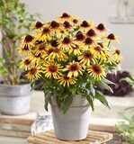 Echinacea purpurea ‚IFECSSTS" (Tequila Sunrise) hat eine kompakte Wuchsform und einen zweifarbigen Blütenstand. Die Blüten sind orange-gelb. Die Blütezeit ist lang, von Juni bis September, und die Blüten behalten über eine lange Zeit ihre Farbe. Die Pflanze hat einen reich verzweigten Wuchs. Gootjes AllPlant bv aus Heerhugowaard hat die Pflanze eingereicht. F.N. Kempen B.V. aus Mijdrecht, Van Woudenberg Tuinplanten BV aus Zevenhuizen und Altanova aus Moerkapelle bringen sie in den Handel. Echinacea purpurea ‚IFECSSTS" (Tequila Sunrise) wurde von Innoflora Plant Breeding B.V. aus Heerhugowaard gezüchtet. Sortenschutz wurde beantragt.