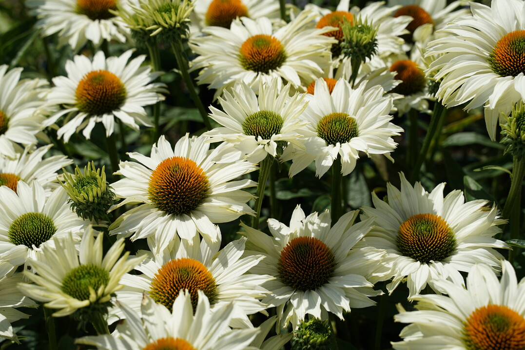 Echinacea purpurea "Ivos Poem"
