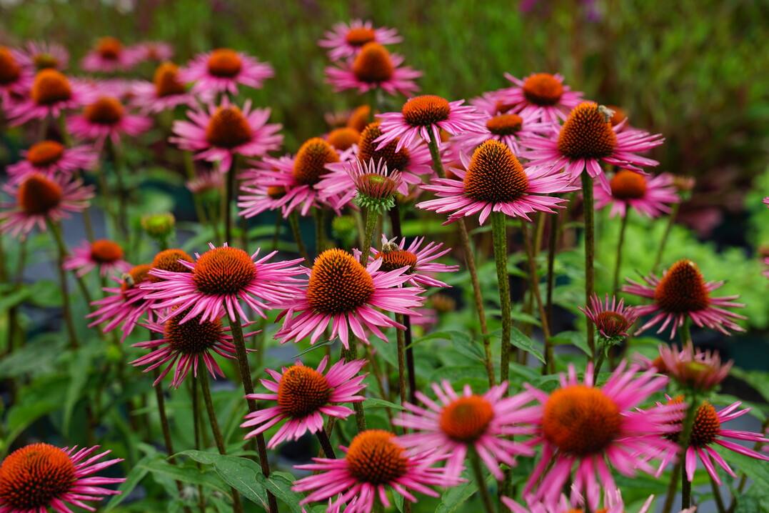 Echinacea purpurea "Pica Bella"