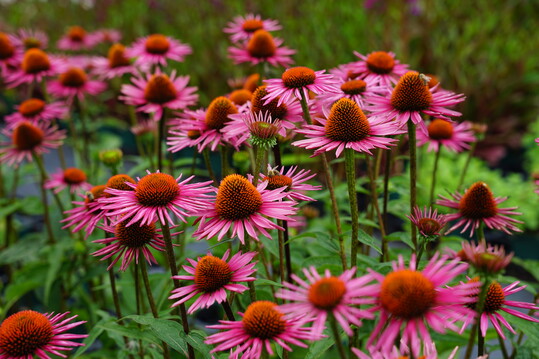 Echinacea purpurea "Pica Bella"