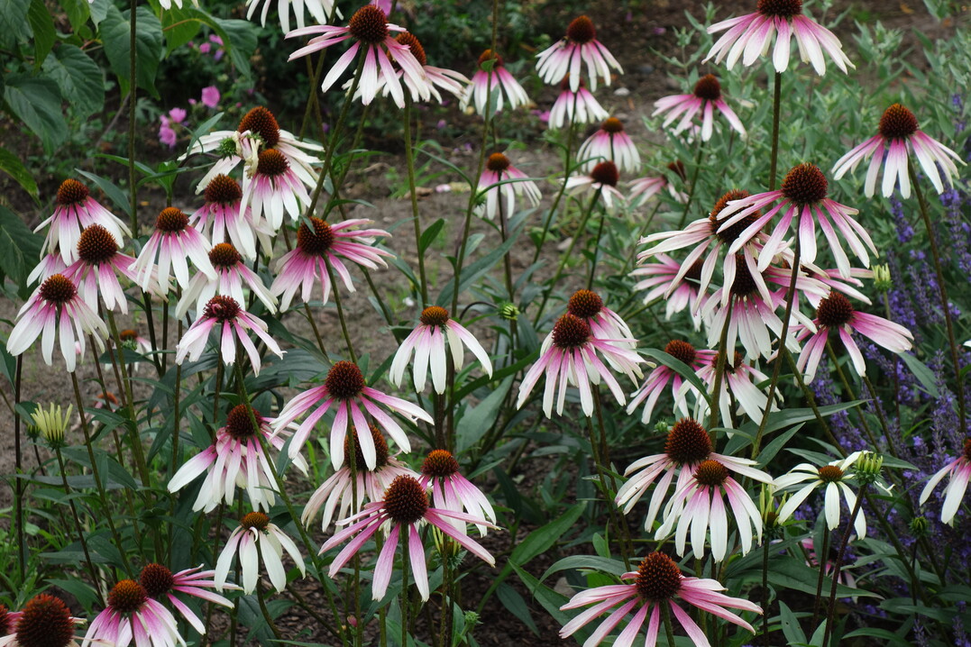 Echinacea purpurea "Pretty Parasols"