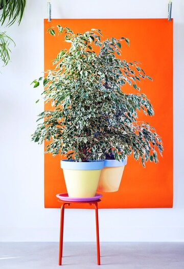 Traumhafter Ficus Benjamin mit hellen Blttern 