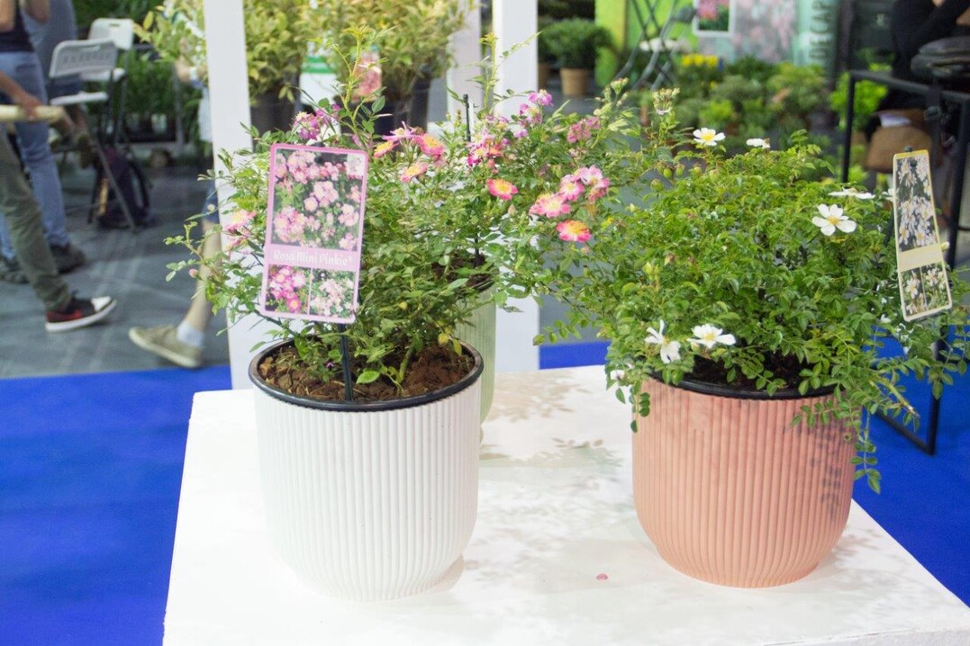 Dieser Bodendecker sieht auf den ersten Blick nicht wie eine Rose aus. Die kleinblumigen Rschen wurden aufgrund ihrer Gesundheit, Klimabestndigkeit, Bltenflle, Benutzerfreundlichkeit und schnen Farben ausgewhlt. Die Jury wrdigte, dass bei diesem Konzept die Verwendung von Rosen als Bodendecker im Vordergrund steht. Diese klimaresistenten Sorten gedeihen auch gut auf der Terrasse, wobei die Hagebutten anschlieend fr einen zustzlichen dekorativen Wert sorgen.