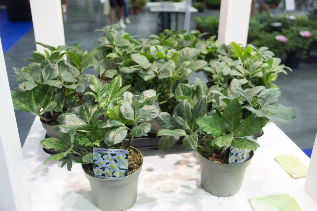 Winterfall ist eine kompakte Helleborus, deren Blten deutlich sichtbar sind. Die gezeigte Gruppe Pflanzen prsentierte sich sehr einheitlich. Sehr positiv ist, dass diese Sorte vor Weihnachten blht. Auer im Garten gibt es auch Mglichkeiten auf der Terrasse oder am Balkon. Die Sorte ist sehr krankheitsresistent. 