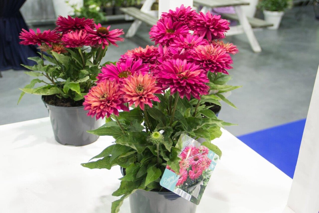 Diese Sorte eroberte die Herzen der Besucher mit ihren leuchtenden fuchsia-rosa Bltenblttern. Sie bleibt klein (bis zu 45 cm) und gedeiht in sonnigen Grten und Blumenbeeten. Sie bringt Farbe in jeden Auenbereich. Sie eignet sich auch als Schnittblume und lockt Bienen, Schmetterlinge und andere Bestuber an, was den kologischen Wert des Gartens erhht. 