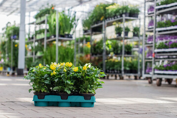 Das Unternehmen Pflanzen-Klle wird im Rahmen der eigenen Nachhaltigkeitsstrategie im Jahr 2023 als Pilotprojekt insgesamt 22.000 Floritray-Paletten der Formate 771 und 772 einsetzen.