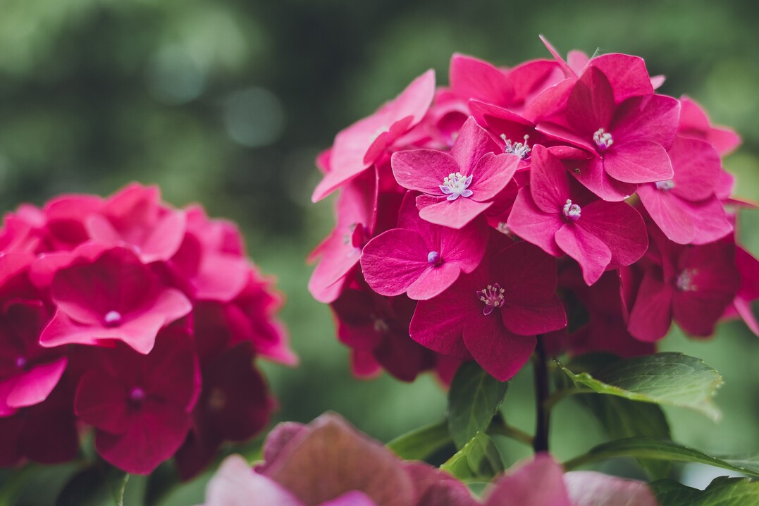 Hydrangea ist im April und Mai die meistverkaufte Gartenpflanze.