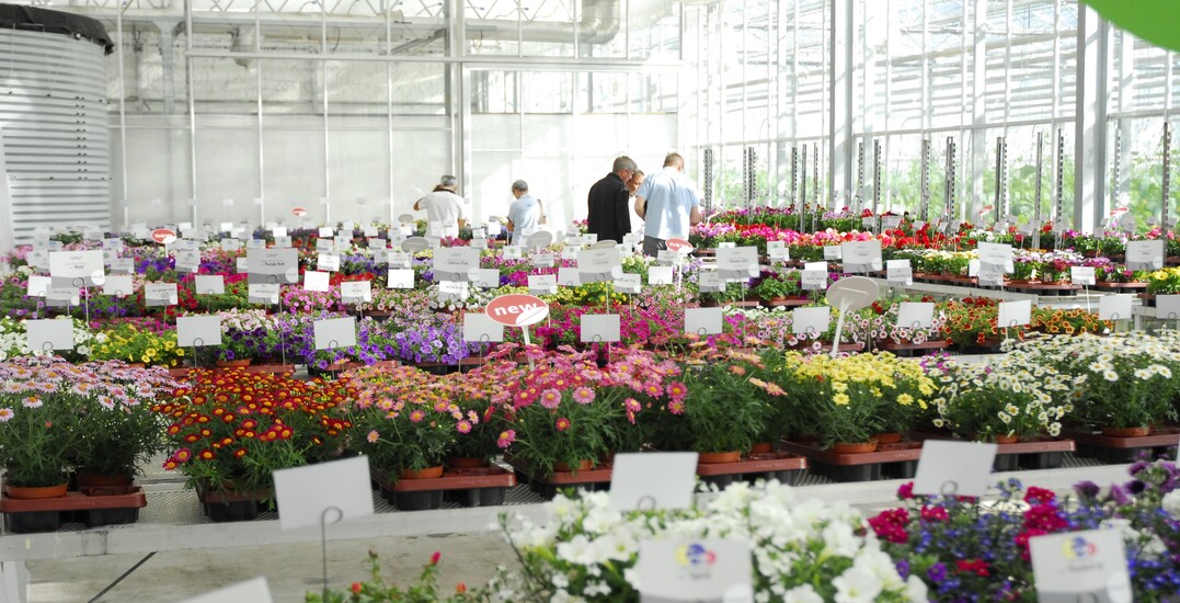 FlowerTrials 2017