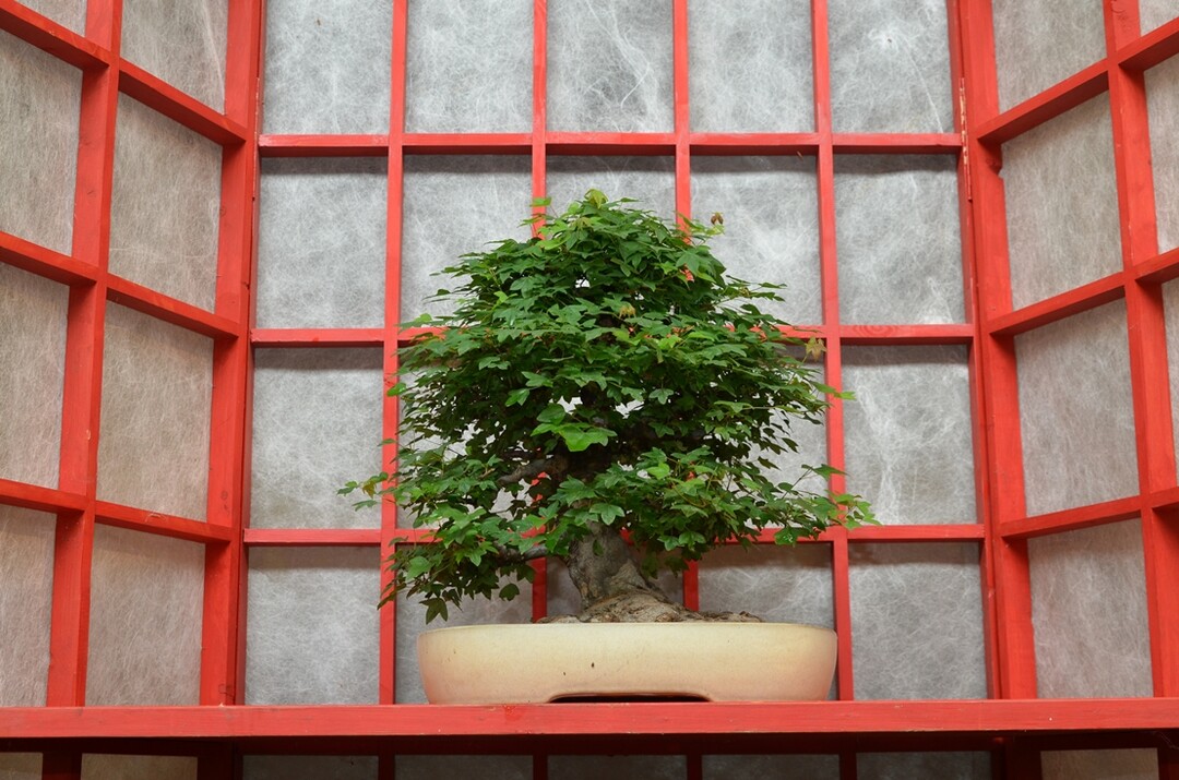 Hbsch in Szene gesetzt ist dieser goldprmierte Acer buergeranium der Boomki UG aus Berlin