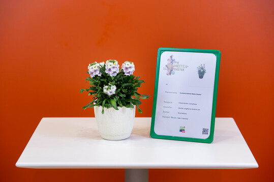  In der Kategorie "Frhjahrsblher" machte in 2020
die Erysimum-Hybride Winter Charme der Firma
Kientzler Jungpflanzen aus Gensingen das Rennen.
Ein duftender Frhblher, der schon sehr frh im Jahr
Insekten in den Garten lockt und fttert. Die Blten
sind cremefarben, mit einer lilafarbenen Mitte. 
