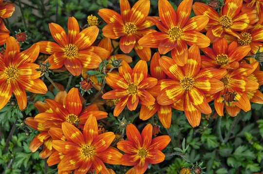 Die schne Erscheinung und ihre Insekten- und Bienenfreundlichkeit zeichnen diese <em>Bidens</em> aus. Groe orangerote Blten mit tiefrotem Auge und gelber Zeichnung machen die Pflanzen zu einem Hingucker. "Funny Honey" zeigt mit guter Verzweigung und kompaktem Wuchs in der Kultur guten Wuchs und blht durchgehend. Die Pflanzen bentigen wenig Pflege.