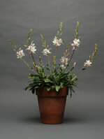 Gaura lindheimeri "Sparkle White" von Kieft Seed