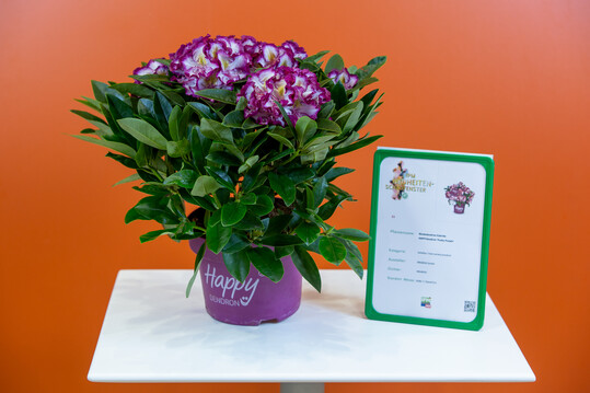 In der Kategorie "Gehlze" entschied sich die
Expertenkommission fr die Rhododendron-Hybride HAPPYdendron Pushy Purple der Firma INKARHO GmbH aus Bad Zwischenahn. Besonders ist eine
3-farbige Blte in Lila mit wei und gelber Mitte. Als
INKARHO-Sorte ist sie besonders kalktolerant.