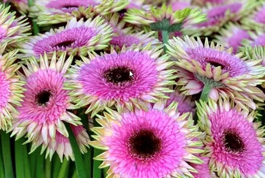 Holstein Flowers aus De Lier ist mit ihrer Gerbera Smeagol Gewinner in der Kategorie Schnittblumen.