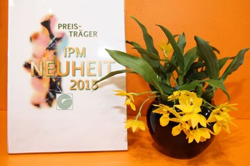 In der Kategorie Blhende Zimmerpflanze erhlt die Auszeichnung IPM Neuheit 2015 die Promenaea Sunlight (Promenaea limelight x Promenaea xanthina) der Firma Klusmann aus Friedeburg. 