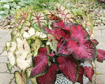 Caladium als Kbelpflanze: Caladium Heart to Heart von Kientzler  White Wonder (links), Scarlet Flame (rechts) und Bottle Rocket (hinten)