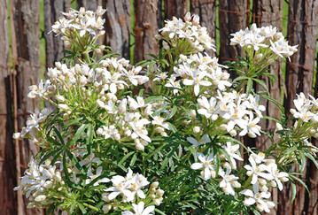 Choisya ternata (Orangen blume)