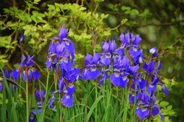 Die griechische Gttin Iris (Regenbogen) ist Namenspatronin dieser Staude. Neben dem Knallblau dieser Iris sibirica reicht das Farbspektrum der zahlreichen Iris-Arten von Wei Wei ber Gelb, Orange, Rot und Blau bis fast Schwarz. 
