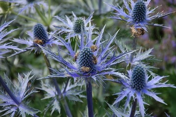 Das Garten-Mannstreu (Eryngium bourgatii)ist ein Bienenmagnet.