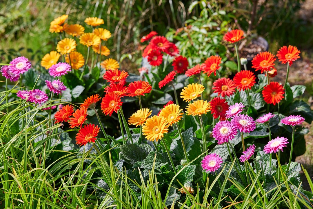 Garten-Gerbera ist die Bayerische Pflanze des Jahres 2022. Unter dem Namen Sunny Sisters kommt die farbenfrohe Gerbera-Auswahl ab April bayernweit in den Handel.Alle Sunny Sisters gehren zu den Garvinea-Sorten, also den Garten-Gerbera, die besonders langlebig sind. Als gebrtige Sdafrikanerinnen sind sie bei uns nicht winterhart.